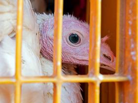 Animals legally defined as "living beings"