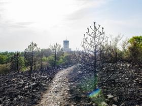 Drevesa za Cerje donirajo iz vse Slovenije in tudi iz tujine