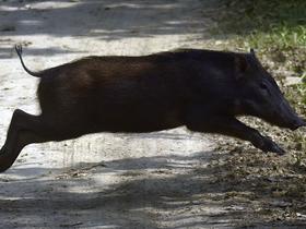 Kmetje zahtevajo spremembo lovske zakonodaje