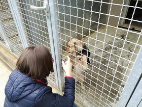 V Zavetišču za živali Maribor tudi v tem času možne posvojitve