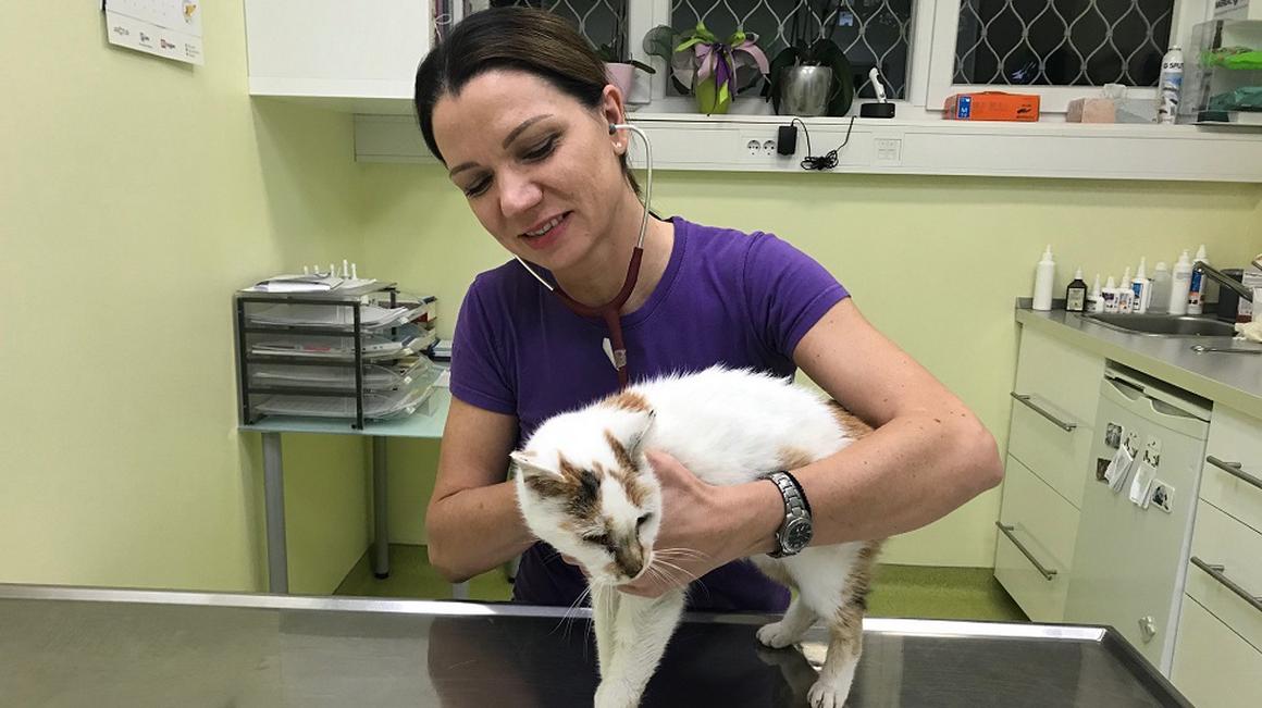 Najbolj učinkovita zaščita je cepljenje, ki ga opravimo že pri mladičkih. Foto: Radio Koper