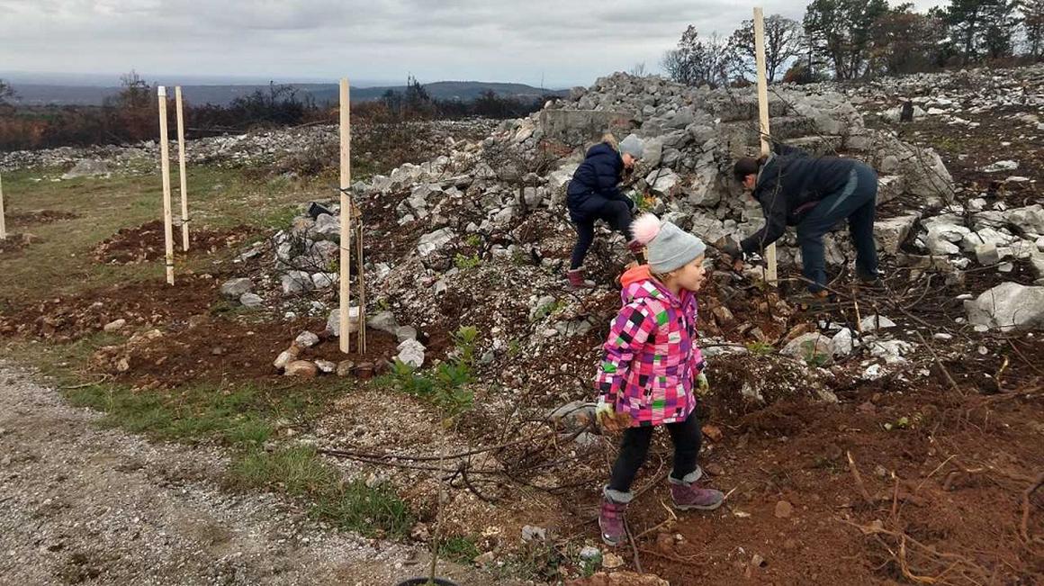 Mlade sadike za zeleno Cerje. Foto: Radio Koper/Ivana Zajc