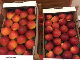 Lombergarjevi dnevi namenjeni sadjarjem, vinogradnikom in zelenjadarjem