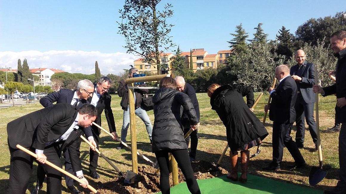 V INNORENEW bo vgrajenih 870 kubičnih metrov lesa, ki ga želijo nadomestiti s posaditvijo tri tisoč hrastov v izolski občini. Danes so podpisali pismo o nameri in posadili pet dreves. Foto: Radio Koper/Jasna Preskar