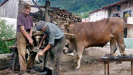 Edi Šelhaus, Podkovanje živine v Podkraju nad Vipavo, 70. leta 20. stol., barvni diapozitiv. Foto: Muzej novejše zgodovine Slovenije
