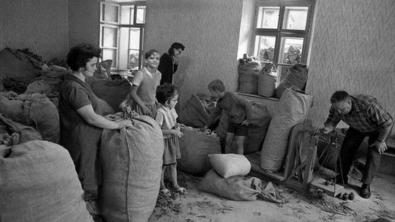 Edi Šelhaus, V Podkraju pod Nanosom so se preživljali tudi z nabiranjem in s prodajo arnike, 60. leta 20 stol., črno-beli negativ, leica. Foto: Muzej novejše zgodovine Slovenije /Edi Šelhaus