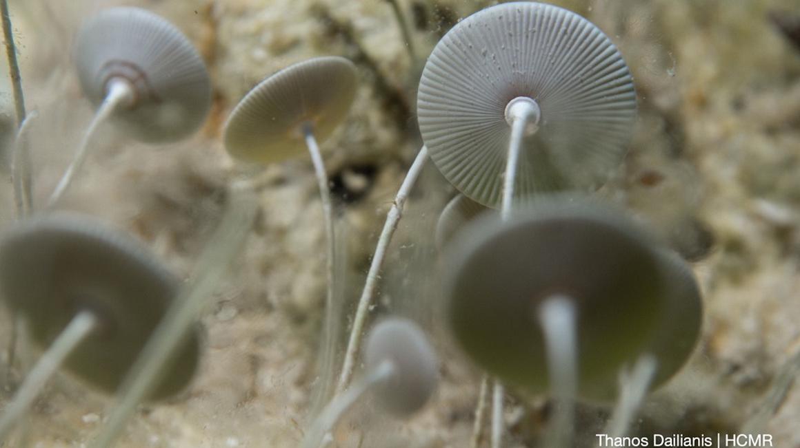 Morska biotehnologija dobiva zagon tudi v Sredozemlju. Foto: Ocean4biotech