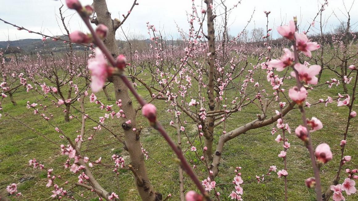 Mrzla jutra so v preteklem tednu marsikje povzročila veliko škodo v breskovih in mareličnih nasadih. Tudi ob morju, ko so 24. marca ob štirih zjutraj namerili minus 6 stopinj. Foto: Radio Koper