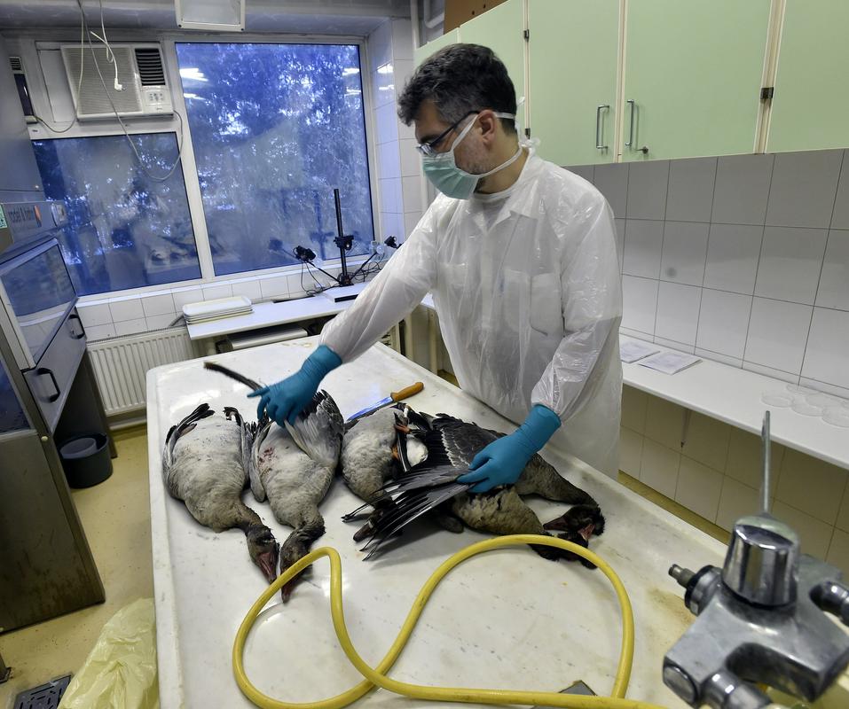 Race, poginule zaradi ptičje gripe, v veterinarskem laboratoriju v Budimpešti. Foto: EPA Race, poginule zaradi ptičje gripe, v veterinarskem laboratoriju v Budimpešti. Foto: EPA