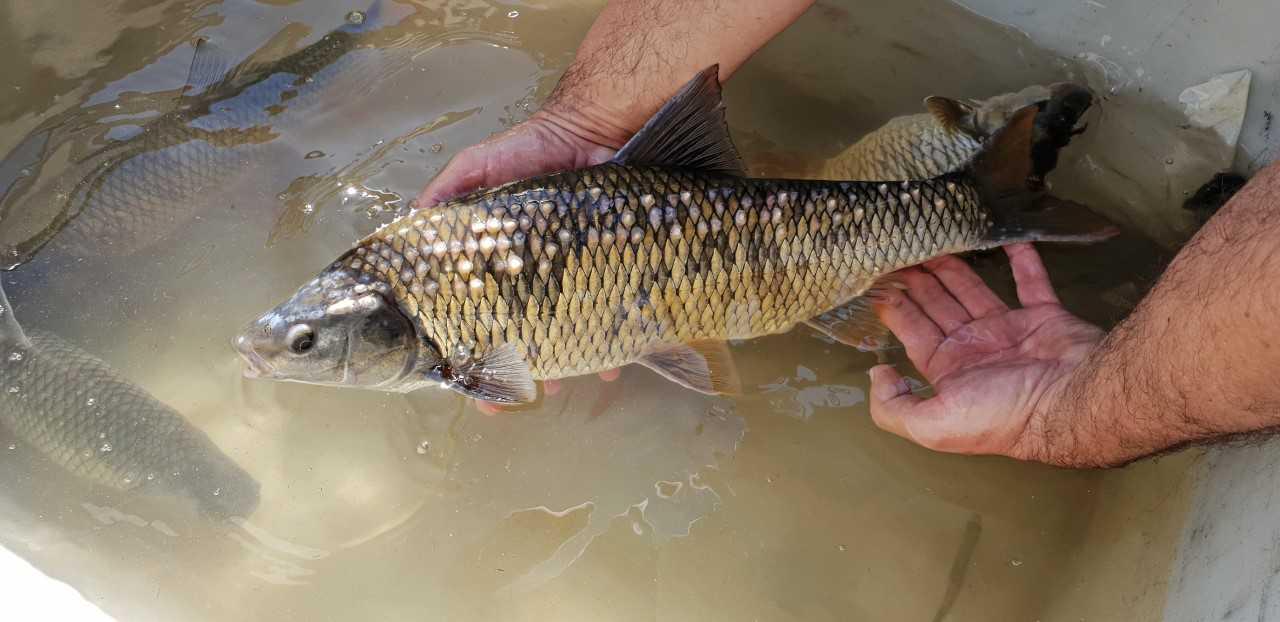 Samec platnice ima v času drstenja na zgornjem delu glave in hrbtu velike bele drstne bradavice, ki dajejo tej vrsti nenavaden in hkrati zelo atraktiven videz. Foto: Društvo za preučevanje rib/Marko Zupančič Samec platnice ima v času drstenja na zgornjem delu glave in hrbtu velike bele drstne bradavice, ki dajejo tej vrsti nenavaden in hkrati zelo atraktiven videz. Foto: Društvo za preučevanje rib/Marko Zupančič
