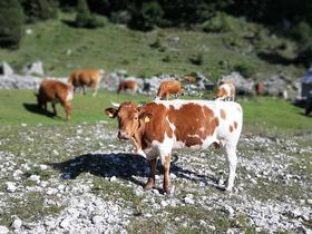 Na posoških planinah se začenja pašna sezona