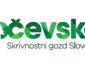 Nasvet za izlet: Skrivnostni gozd Slovenije
