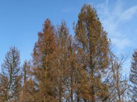 Gojenje navadne smreke (Picea abies) je v zadnjih letih vse težavnejše. Na sliki je zaradi smrekovega lubadarja poškodovani gozd na Notranjskem. Foto: Robert Brus