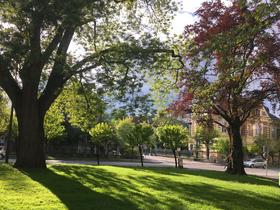 Drevesa so pomemben del urbanega okolja in pogosto ustvarjajo izjemne ambiente, kot na primer drevesa v Parku Sveta Evrope pri Cankarjevem domu v Ljubljani. Foto: Robert Brus