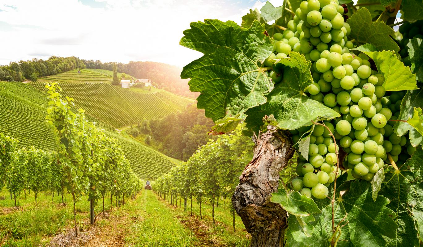 Grozdje in trta sta letos – ironično – zdrava, vinogradniška pridelava poteka brezhibno in obeta se nadpovprečen letnik tako po kakovosti kot po količini. A žal bo kar nekaj ton tega zdravega grozdja pristalo na tleh, še preden bo dozorelo. Foto: Shutterstock Grozdje in trta sta letos – ironično – zdrava, vinogradniška pridelava poteka brezhibno in obeta se nadpovprečen letnik tako po kakovosti kot po količini. A žal bo kar nekaj ton tega zdravega grozdja pristalo na tleh, še preden bo dozorelo. Foto: Shutterstock