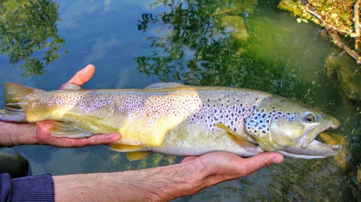 Šarenke spadajo med postrvi - imenujejo jih tudi mavrična postrv ali ameriška postrv - in so v prehrani zelo cenjene. Foto: Ribiška družina Ajdovščina