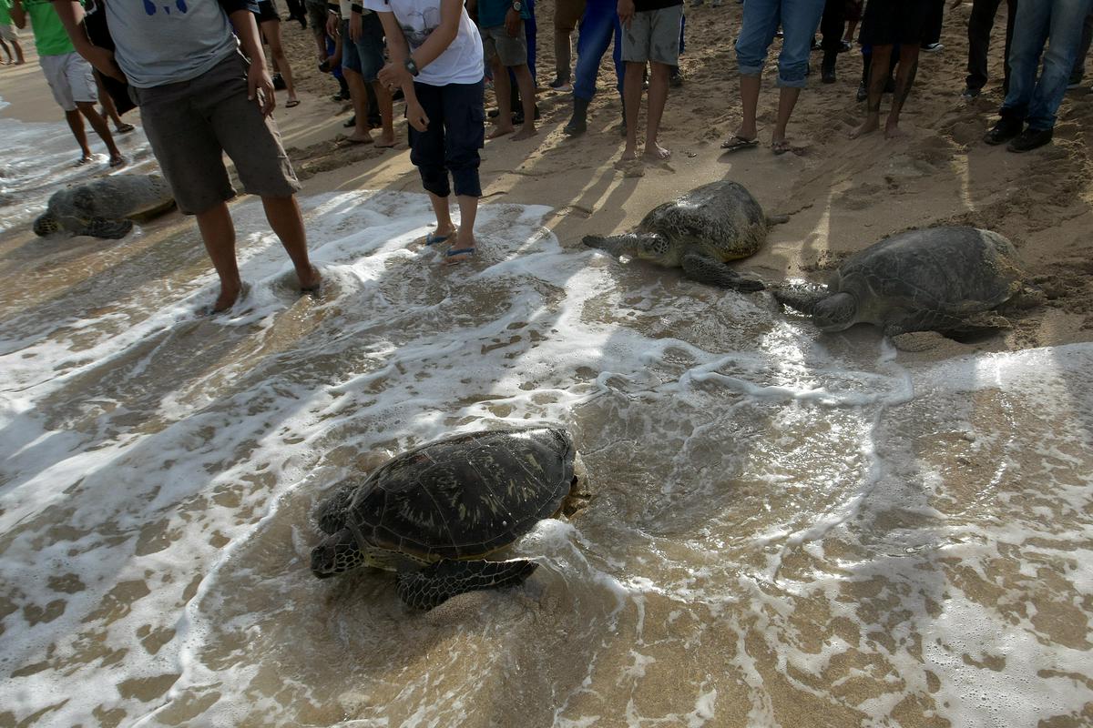 Vrsta, imenovana zelenkaste želve (Olive Ridley), velja za eno ranljivejših. Foto: Reuters Vrsta, imenovana zelenkaste želve (Olive Ridley), velja za eno ranljivejših. Foto: Reuters