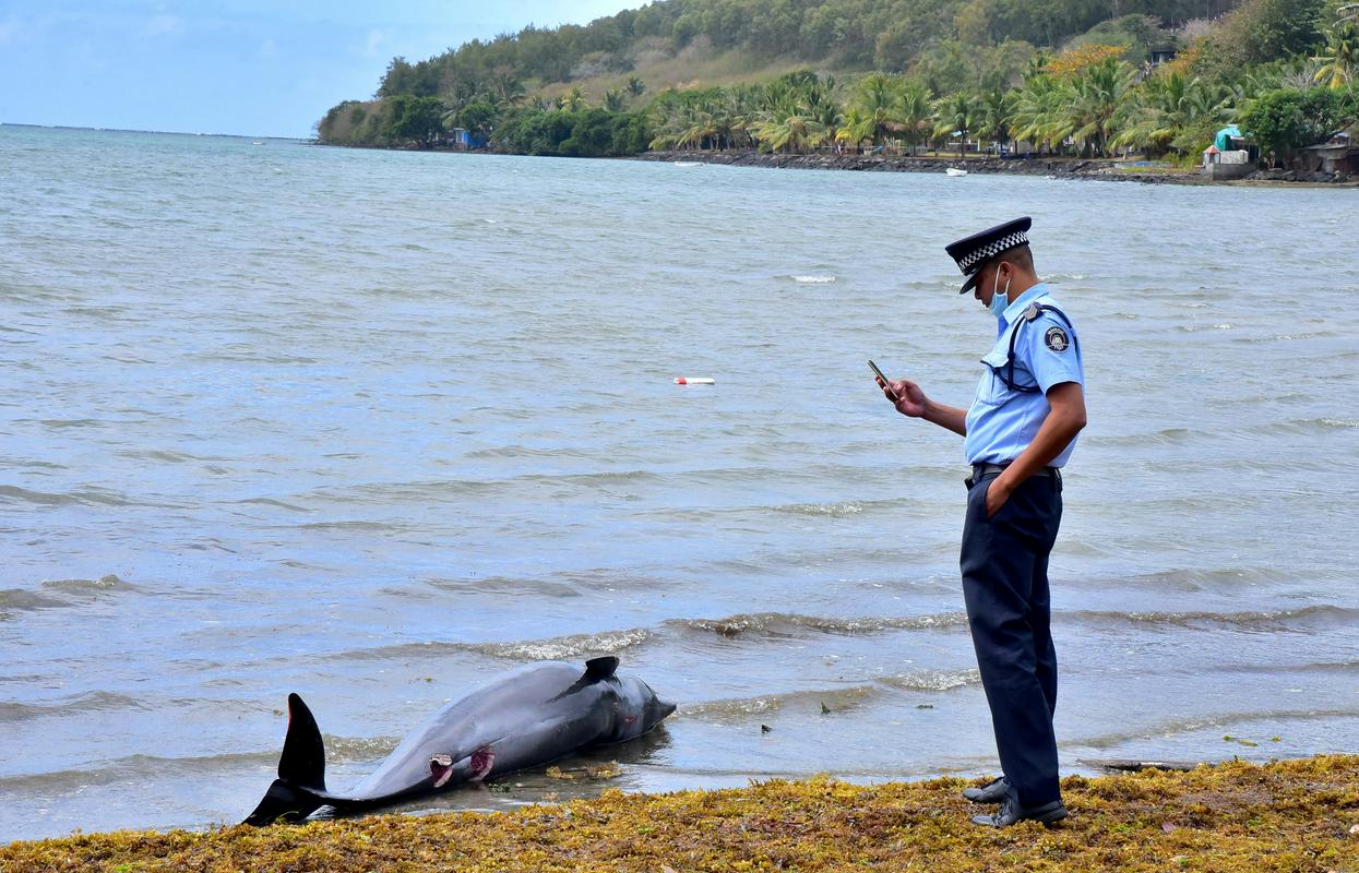 V sredo in četrtek je na obalo Mavricija naplavilo 25 poginulih delfinov. Foto: Reuters V sredo in četrtek je na obalo Mavricija naplavilo 25 poginulih delfinov. Foto: Reuters
