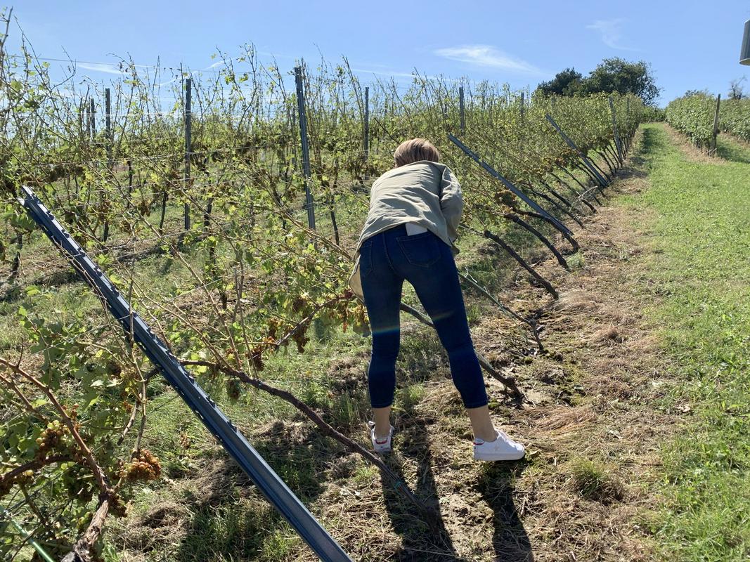 Veter je vinograde ponekod dobesedno rušil. Foto: BoBo Veter je vinograde ponekod dobesedno rušil. Foto: BoBo