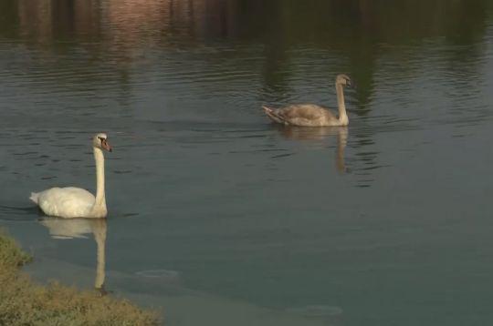 Foto: TV SLO, zajem zaslona Foto: TV SLO, zajem zaslona