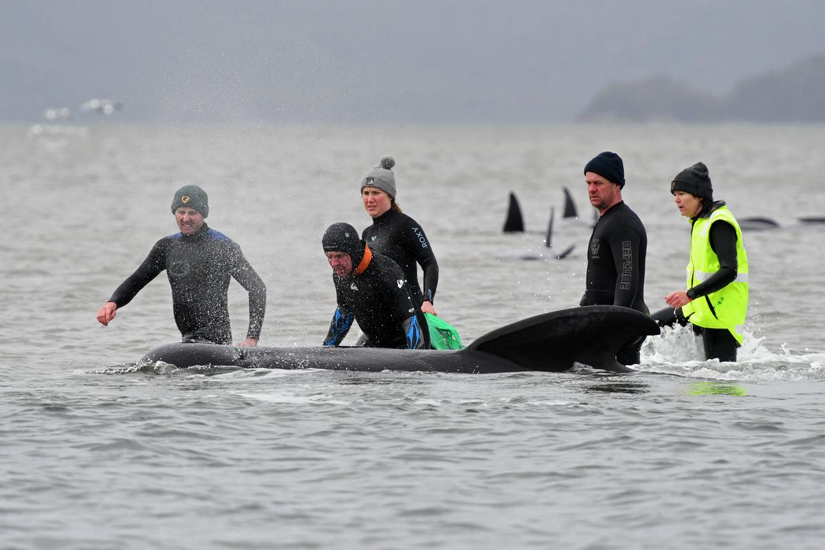 V Tasmaniji je nasedanje morskih živali dokaj pogosto, vendar večinoma ne gre za tako množične primere. Foto: Reuters V Tasmaniji je nasedanje morskih živali dokaj pogosto, vendar večinoma ne gre za tako množične primere. Foto: Reuters