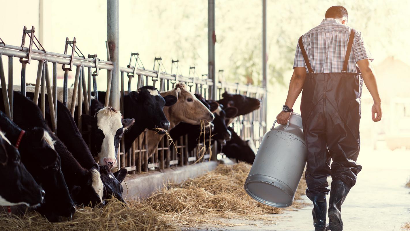 Pred 12 leti je kmet za 400 kilogramskega bika dobil 1500 evrov, predelovalna industrija pa 2500 evrov. Danes dobi kmet 1329 evrov, predelovalna industrija pa 3.300 evrov. Foto: Shutterstock Pred 12 leti je kmet za 400 kilogramskega bika dobil 1500 evrov, predelovalna industrija pa 2500 evrov. Danes dobi kmet 1329 evrov, predelovalna industrija pa 3.300 evrov. Foto: Shutterstock