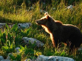 Projekt LIFE DINALP BEAR najboljši v kategoriji "Narava"