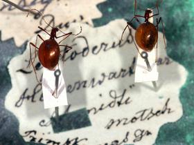 Drobnovratnik (Leptodirus hochenwartii), prva opisana jamska žival na svetu. Ferdinand Jožef Schmidt, leta 1831. Foto: Slovenski etnografski muzej/Tomi Trilar